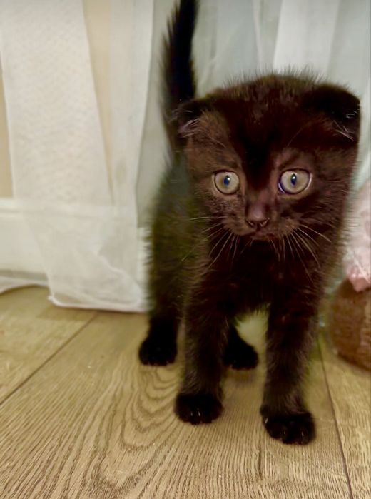 Котенок девочка вислоухая