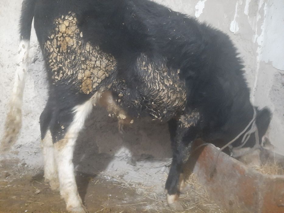 Продам пыков хорошой породы