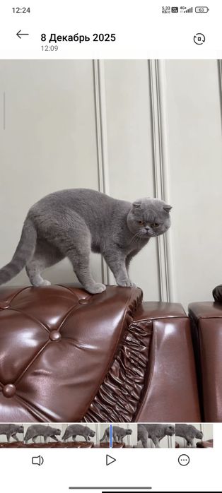 Шотландская вислоухая