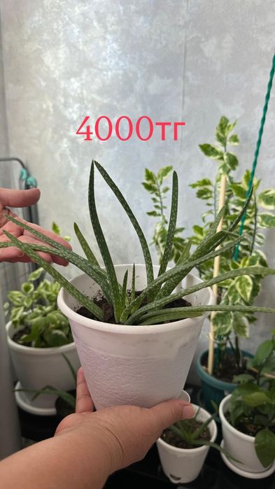 Продаю растения.