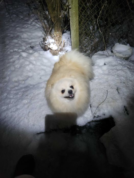 Померан е фантастично красив.