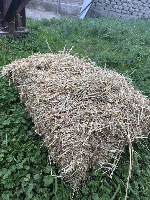 Самон пресс сотилади