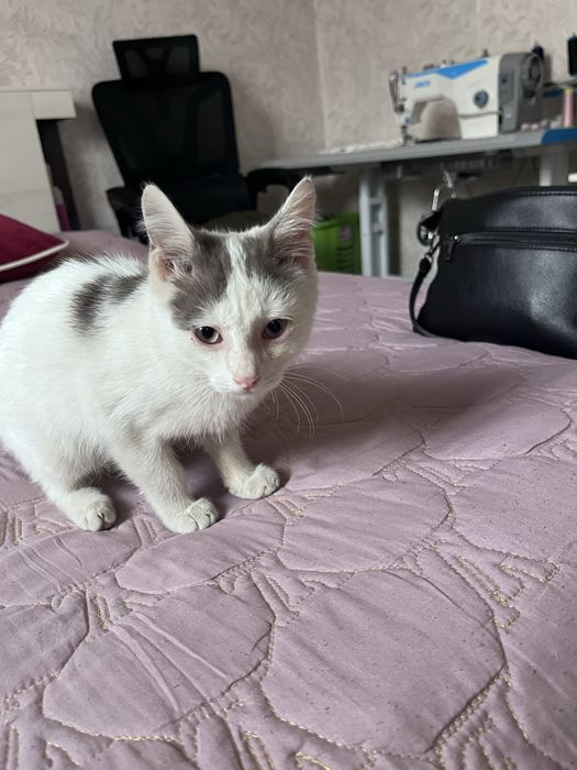Отдаю котенка в хорошие руки