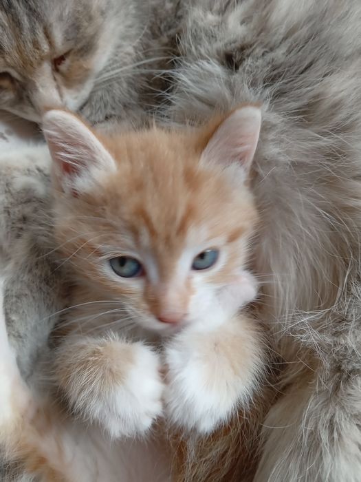 Отдам котенка 1,5  мес