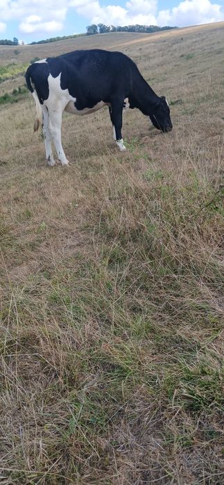 Vand sau schimb cu manz sau manza peste un an junica holstein la 300 kg