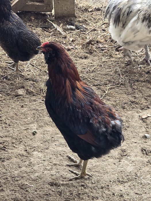 cocos araucana potarnichiu