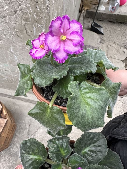 Фиалка комнатный цветок