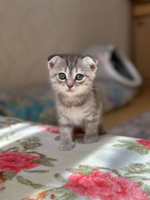 Продам котят вислоухих