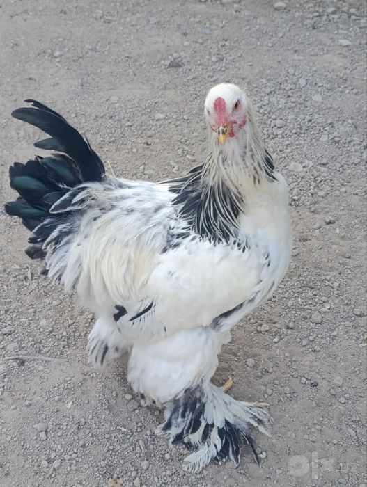 Svetli brama toza qon