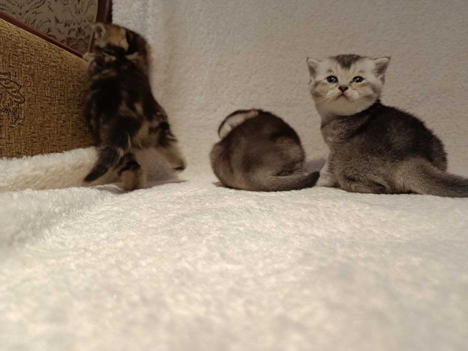 Продается котята Shinshilla mushuk bolalari sotiladi!!