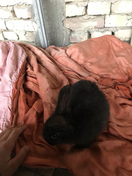 Quyon bolalari kelishtiramiz