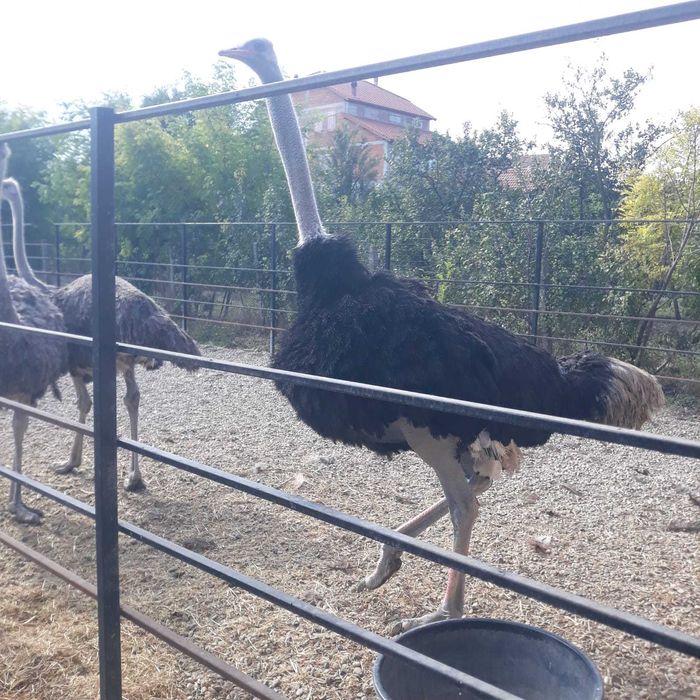 Vand  6 familii de struti  reproducatori