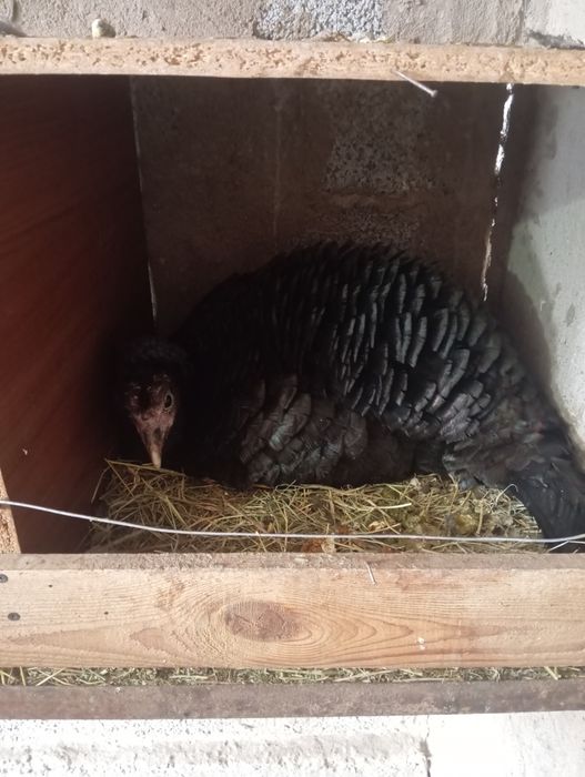 Птицы индюки жывотнын