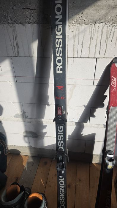 Schiuri rossignon adult M