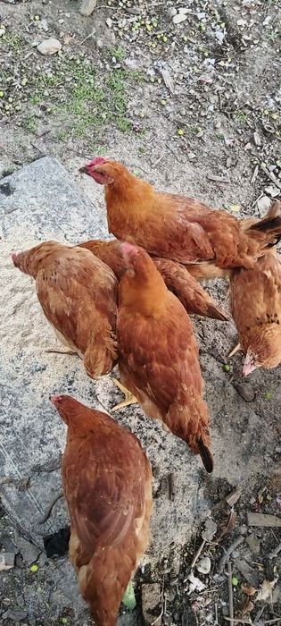 Pui de carne și ouă