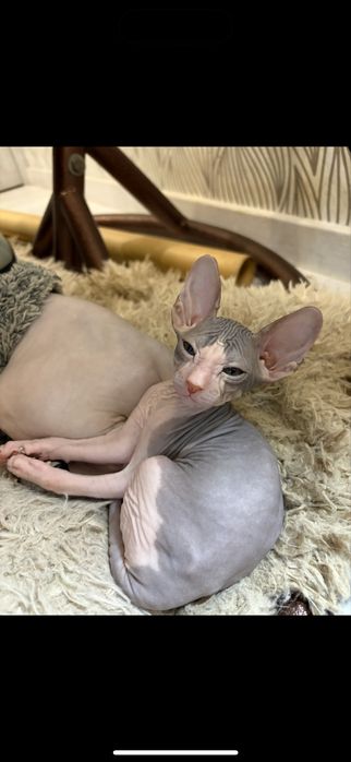 Котята мальчики донской сфинкс