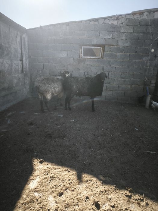 Продам бараны кошкар крупные молодые на откорме