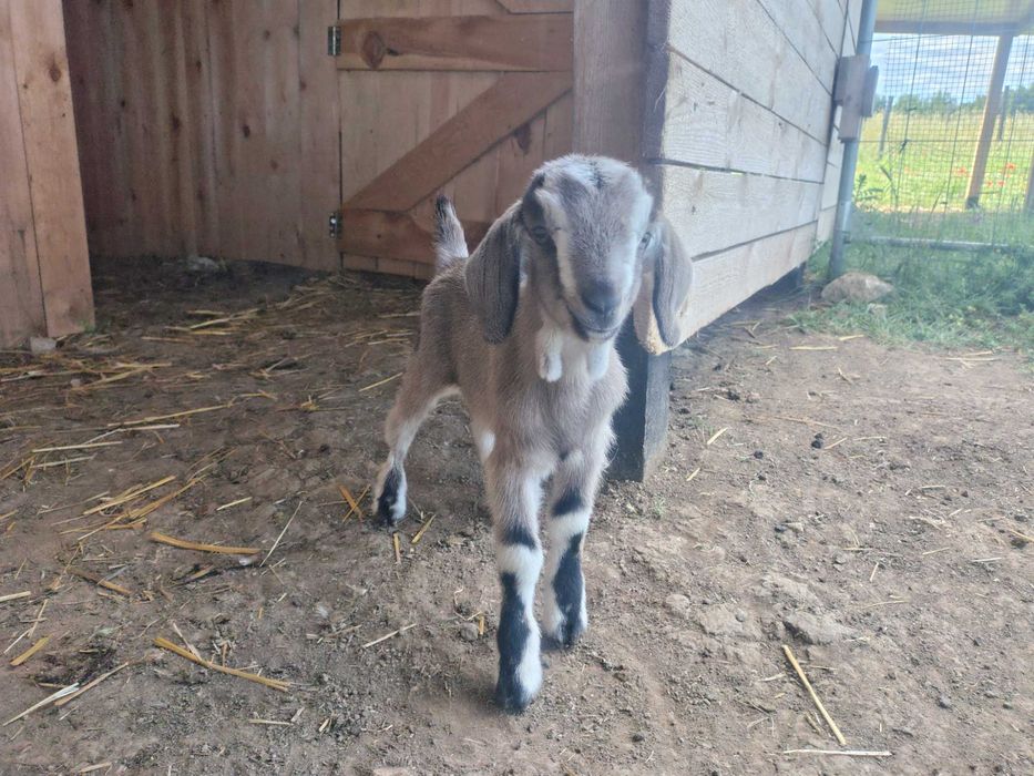 Мъжко козле Мини Нубиан (Mini Nubian), родено на 14.06.2026 г.