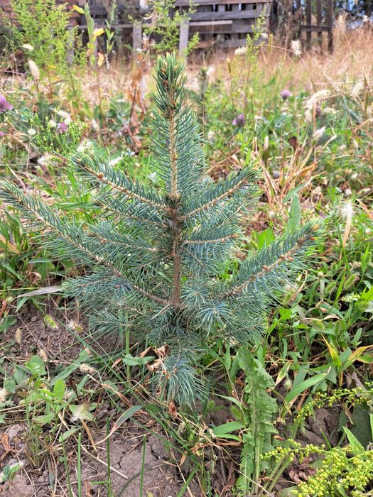 Продам березы,и голубые ели до 5 метров