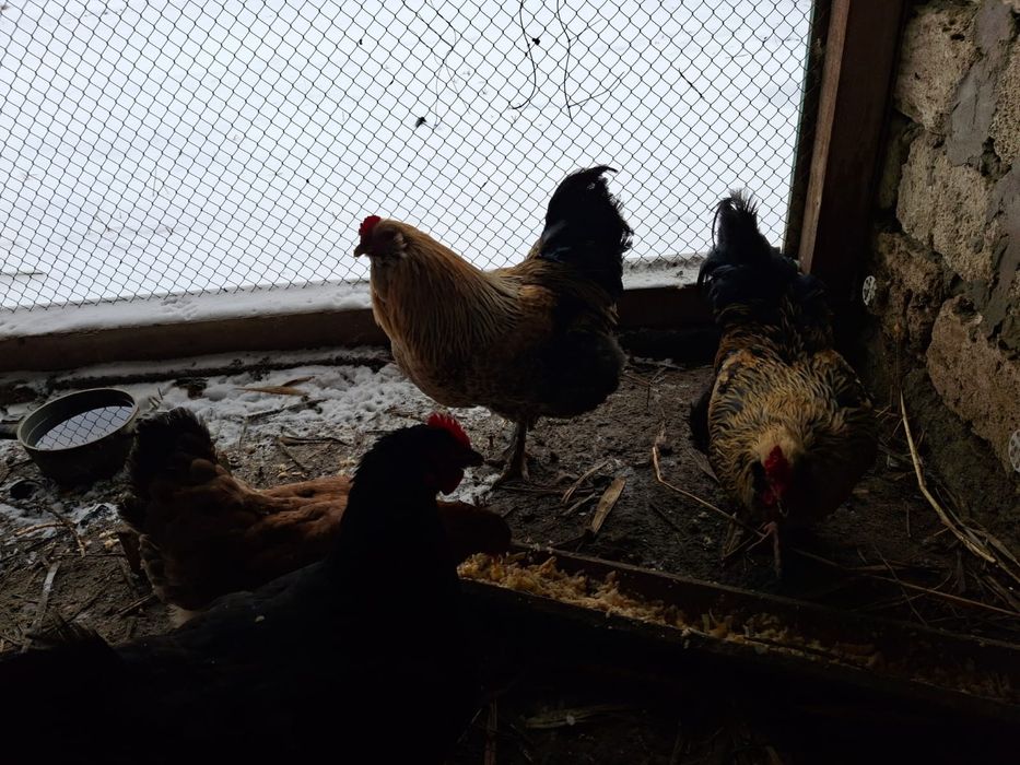 Әтеш Петух сатылады