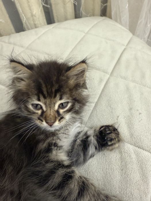 Котенок продам срочно!