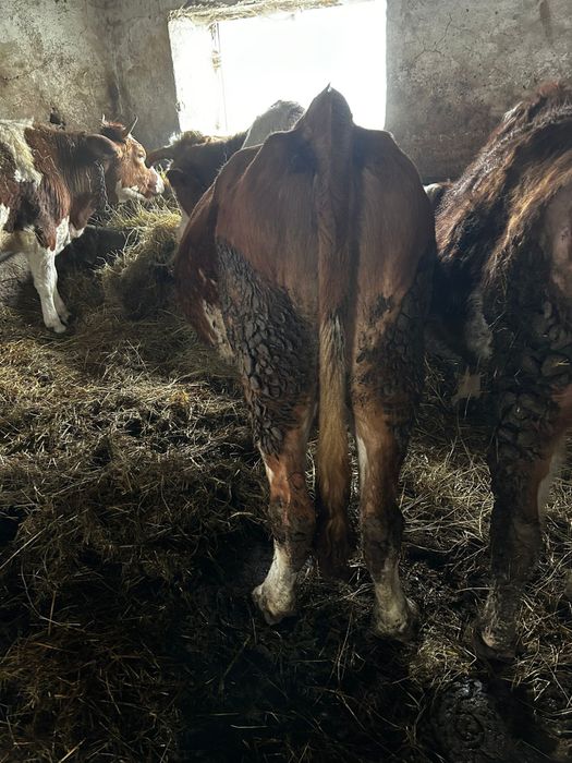 Vând vacă de 8 ani gestanta luna a 9 ni