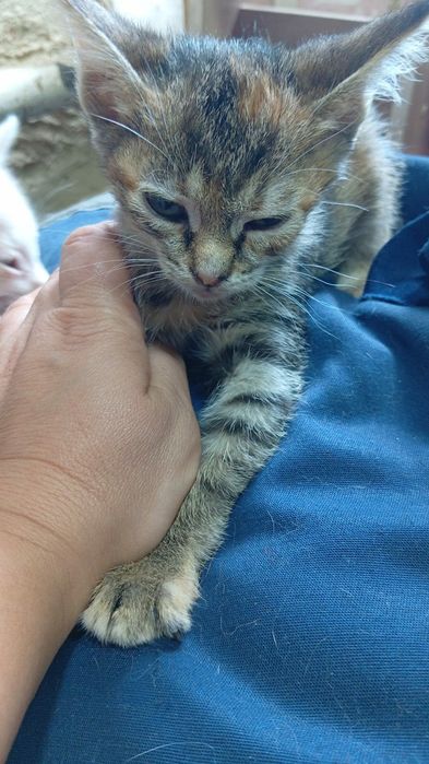 Котята ищут добрые ручки