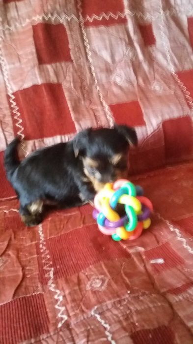 Продаю мини щенков йоркширского терьера