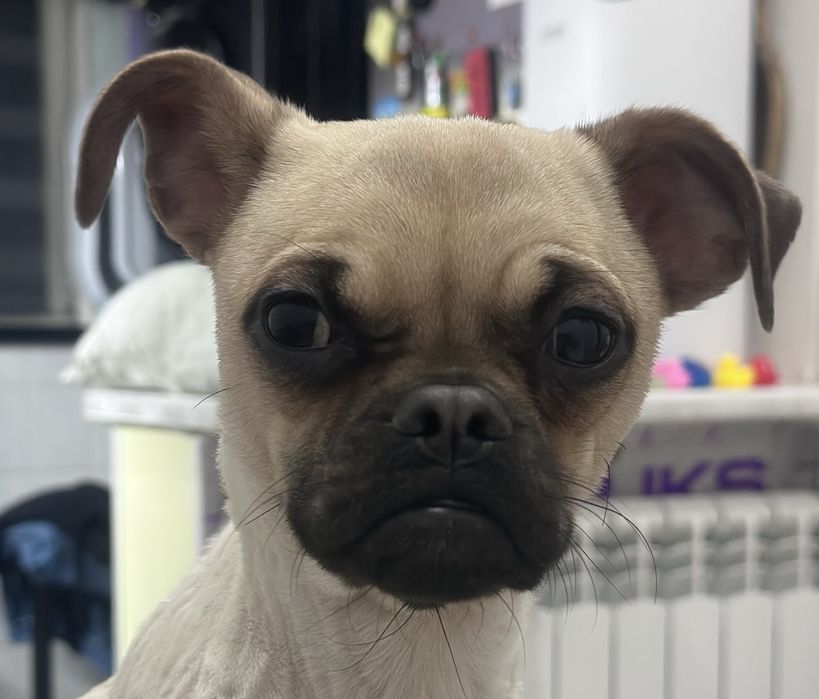 Пристраивается собачка чихуа плюс мопс