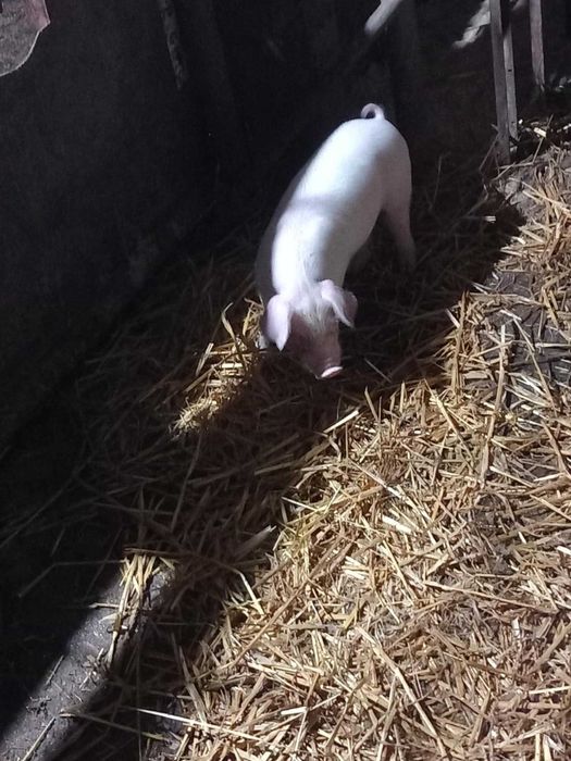 Прасета           .