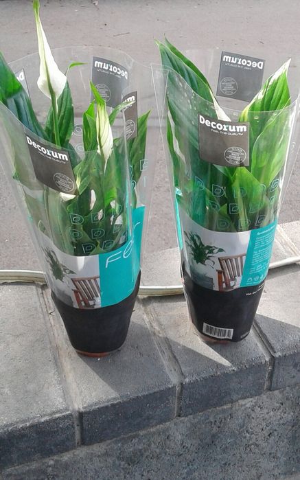 Продаем комнатные цветы