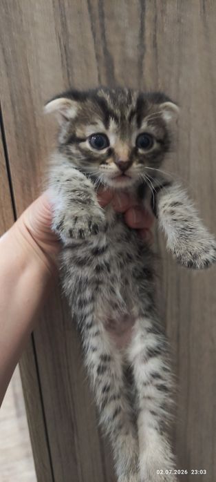 Котята бесплатно