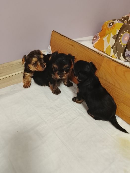 Продавам две мини йоркита,момиче и момче.