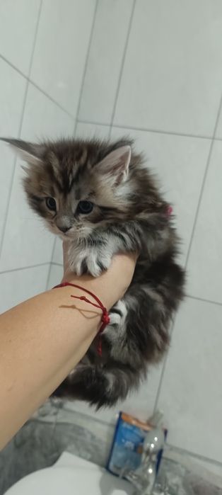 Котята Мейкунята