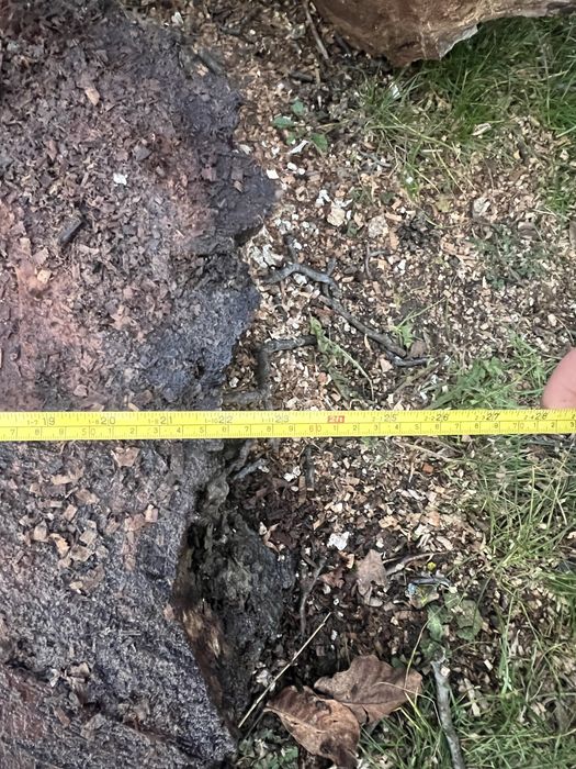 Vand nuc de 60 de ani