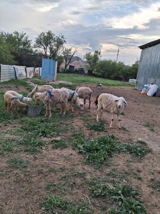 Срочно продам срочно
