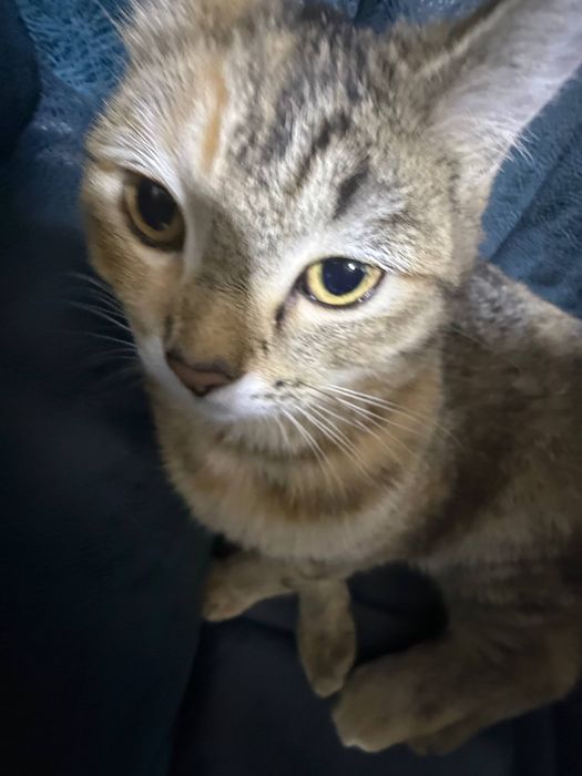 Mushuk yoqoldi risoviy taraflada topgan odamga 500 000 beriladi