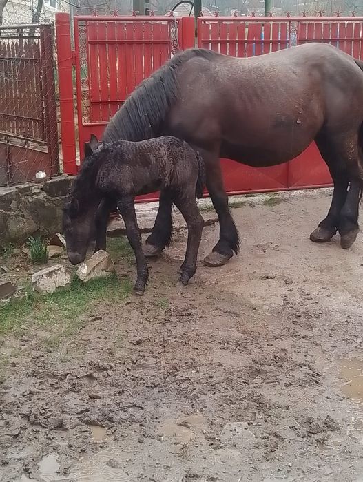 Vând iapa cu mânză sau schimb cu un cal negru învățat la pădure