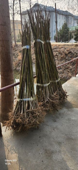 Павлоня кучатлари сотилади