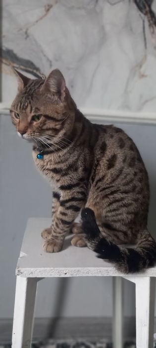 Vyaskaga qiz muwuklarni uchrawuvga taklif qiladi