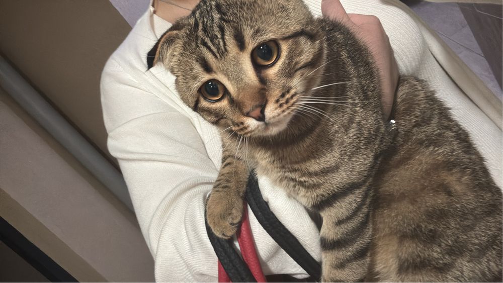 Пропал кот не пройдите  мимо