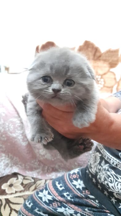 Продаются котята скотиш фолд