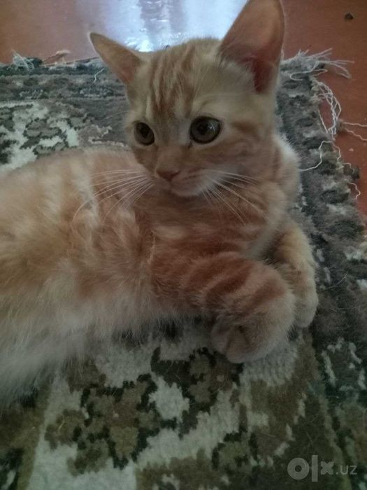 Котята Скоттиш Страйт
