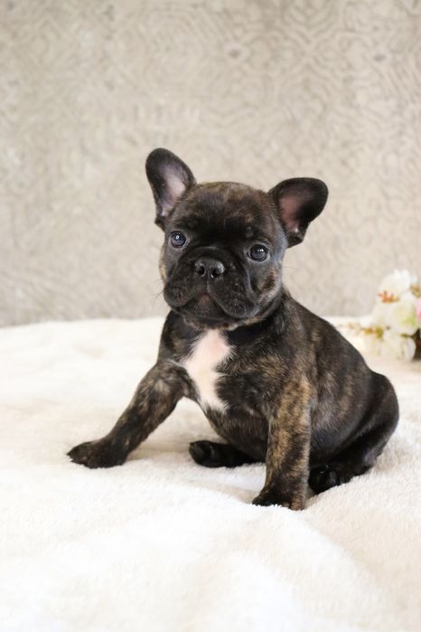 Крошки бульдожки