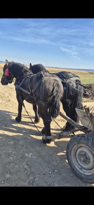 Iapa neagra de vanzare