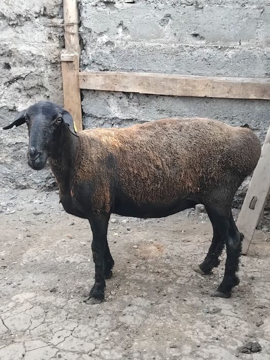 Продам ярку молодая