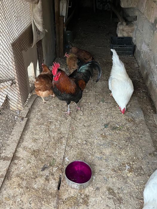 2 қораз 6тауық сатылады