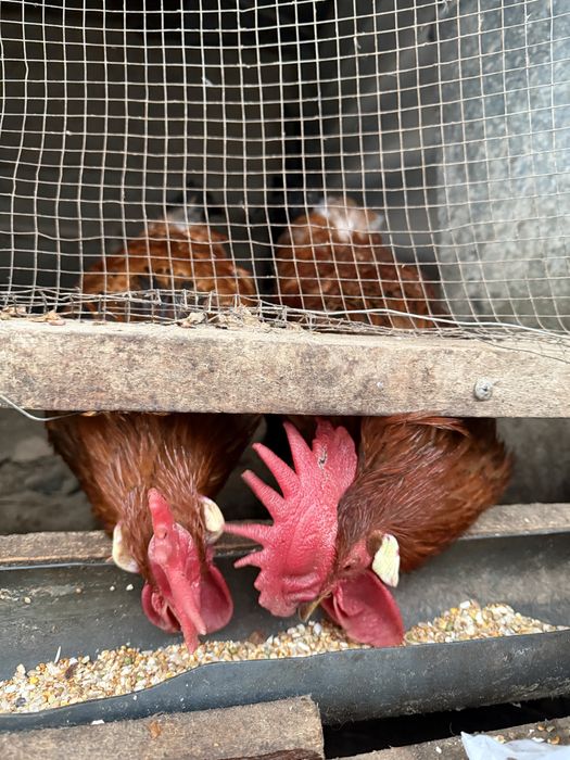 Хуроз сотилади тозза ёш соглом кон чикаришга