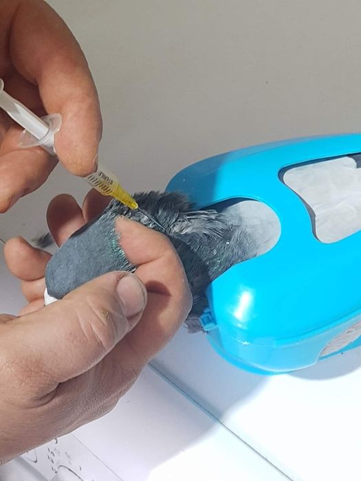 Глинени поилки хранилки за птици,гълъби папагали, пилета кокошки зайци