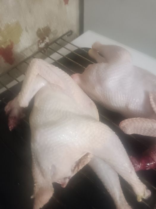 Курятина домашняя